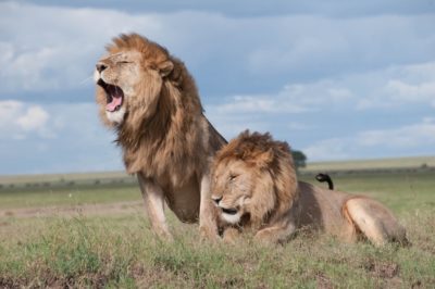 Two Lions Von Keller Foundation by HH Ndira von Keller-Njoku